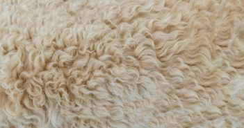 Have we opened the door to cheap imported wool?